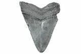 Fossil Megalodon Tooth - South Carolina #236291-1